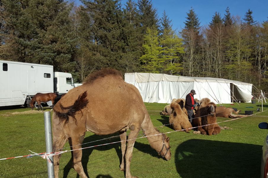 Cirkus Dannebro besøgte Ølgod